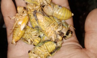 知了猴怎么保存不死 怎么保存知了猴不死