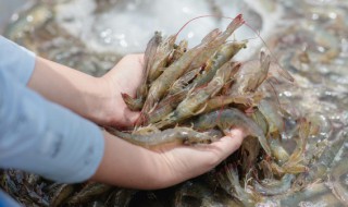 新鲜活虾的做法大全 怎么做新鲜活虾