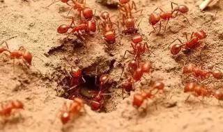 杀红火蚁小妙招 杀红火蚁小妙招什么