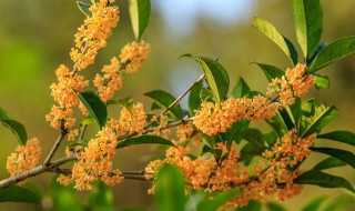 什么花开十里飘香诗句 花开十里飘香是哪诗句