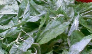 比麻叶功效是什么 比麻叶功效