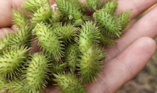 苍耳子是什么样子 苍耳子的介绍