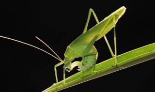 螽斯的寓意 关于螽斯的寓意介绍