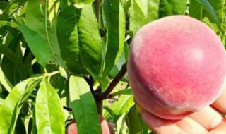 突围桃为什么叫突围桃 突围桃简单介绍