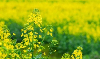 油菜花的花语是什么呀 油菜花的花语介绍