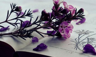 窠巢是什么意思 窠巢解释