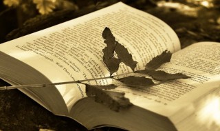 骆组词 骆怎么组词