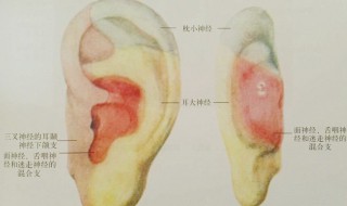 副耳的原理及适应人群和禁忌人群介绍 关于副耳的原理及适应人群和禁忌人群介绍