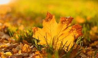 秋天的味道的优美句子 秋天的味道的经典句子