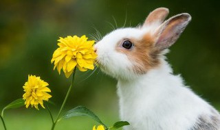 赞美兔子的诗句 赞美兔子的诗句内容