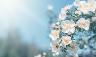 描写蓝天白云的诗句 蓝天白云的诗句有哪些