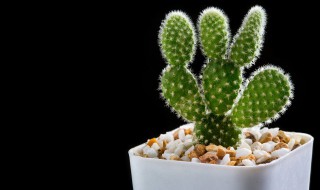 仙人球怎么移栽 仙人球怎样移栽移植和养护