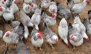 鸡的养殖方法 关于鸡的养殖方法