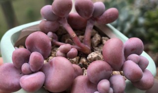 多肉植物桃蛋养殖方法 多肉植物桃蛋怎么养殖方法