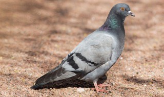 白鸽的养殖方法 白鸽如何养殖