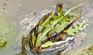 养殖青蛙方法 如何养殖青蛙