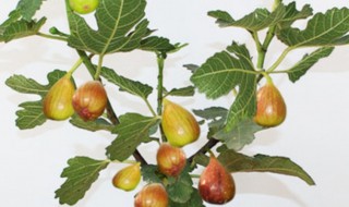 无花果养殖方法 关于无花果养殖方法