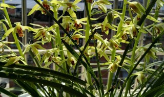 蕙兰养殖方法 蕙兰如何养植