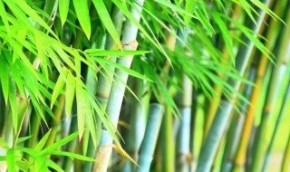 红竹的养殖方法 红竹如何养殖