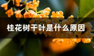 桂花树干叶是怎么回事 桂花树干叶是什么原因