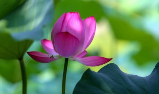 姜荷花的养殖方法 姜荷花的养殖方法是什么