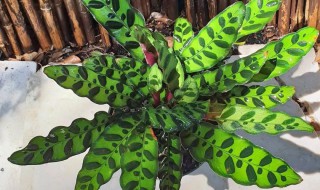 苹果芋的养殖方法 苹果芋的种植方法