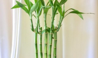 莲花富贵竹养殖方法 莲花富贵竹的养殖方法