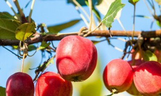 盆栽苹果的养殖方法 盆栽苹果如何养殖