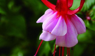 蔓灯笼花的养殖方法 蔓灯笼花如何养殖