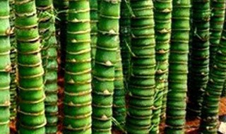 佛肚竹的养殖方法 佛肚竹怎么养殖方法