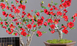 海棠盆栽的养殖方法 海棠盆栽如何养殖