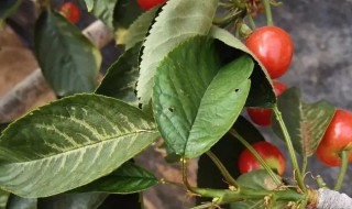 樱桃树叶子发黄干枯怎么办 樱桃树叶子发黄干枯怎么办处理