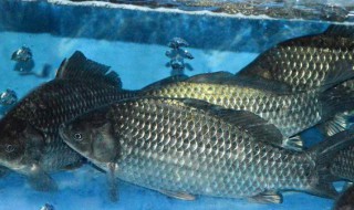 鲫鱼的养殖方法 鲫鱼如何养殖