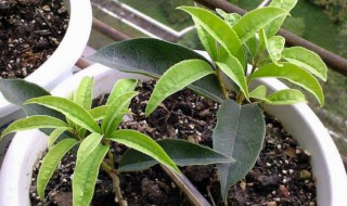 桂花树插枝能活吗 桂花树插枝是否能活