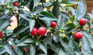 幸运果的养殖方法 关于幸运果的养殖方法