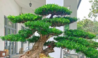 盆栽罗汉松的养殖方法 有关盆栽罗汉松的养殖方法