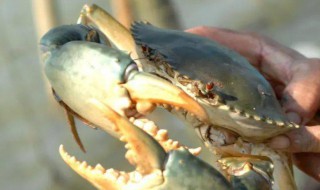 梭子蟹的养殖方法 有关梭子蟹的养殖方法