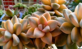 美杏锦养殖方法 美杏锦如何养殖