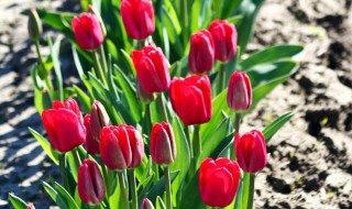 水培郁金香的养殖方法 水培郁金香如何养殖