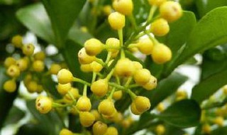 米米兰花的养殖方法 米米兰花的养殖方法有哪些