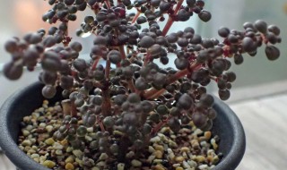 多肉露镜的养殖方法 多肉露镜的种植方法