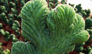 山影花卉的养殖方法 山影花卉怎么养殖方法