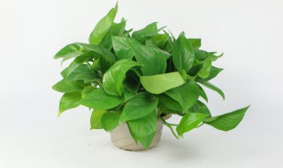 绿萝的养殖方法和修剪 绿萝如何养殖和修剪