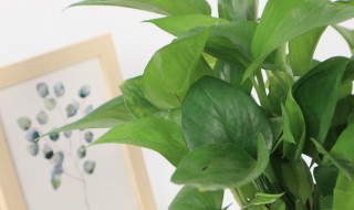 盆栽绿萝的养殖方法和注意事项 盆栽绿萝如何养殖