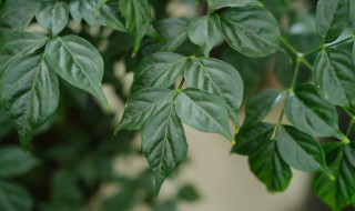 菜豆树的养殖方法和注意事项 菜豆树如何养殖