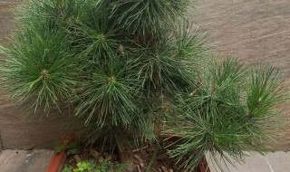 日本五针松的养殖方法 日本五针松怎样养殖