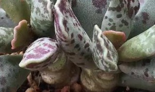 库伯水泡的养殖方法 库伯水泡的养殖方法有哪些