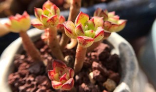 酥皮鸭的养殖方法 酥皮鸭的种植方法和注意事项