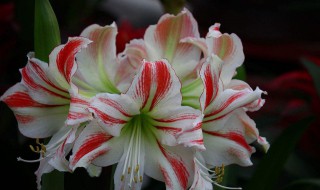 朱顶红的养殖方法 朱顶红的养殖方法是什么