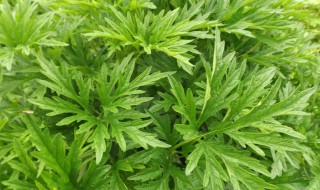 如何挑选益母草 益母草如何挑选